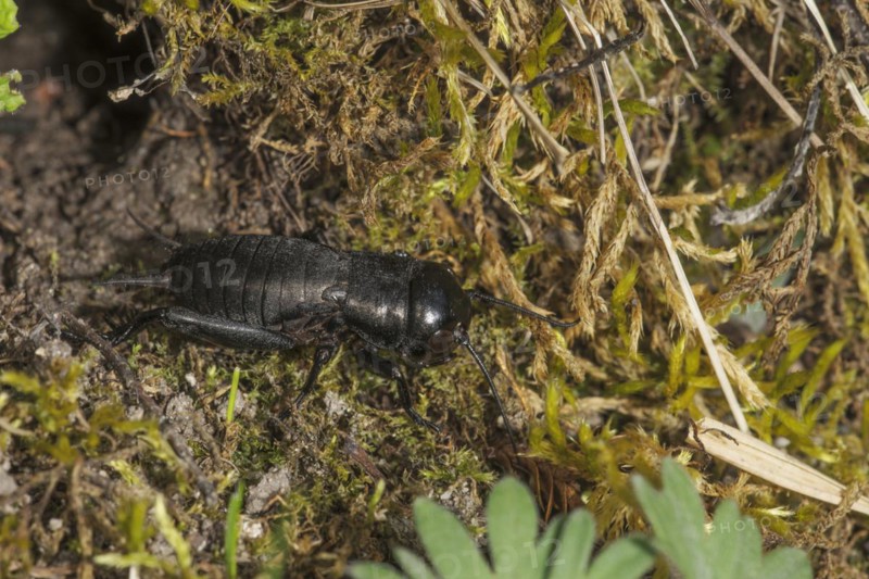 Larva of a male field cricket (Gryllus campestris) sunbathing in front of its tube surrounded by mosses and plants, Baden-Wuerttemberg, Germany, Europe