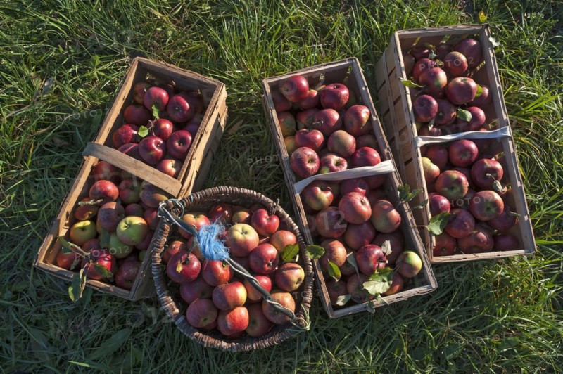 Freshly picked apples in baskets of the Winterrambur variety (Malus domestica) in the grass, Middle Franconia, Bavaria, Germany, Europe