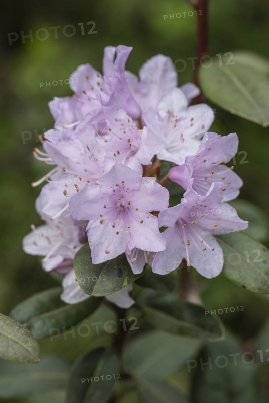 Rhododendron blossom (Rhododendron Pink Pompon), Emsland, Lower Saxony, Germany, Europe