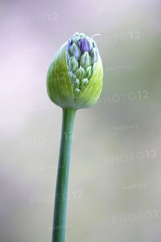 Ornamental leek (Alium), spring, Germany, Europe
