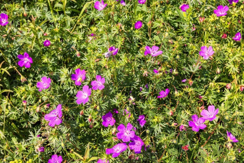 Bloody cranesbill (Geranium sanguineum) wildflowers in bloom on a sunny summer meadow
