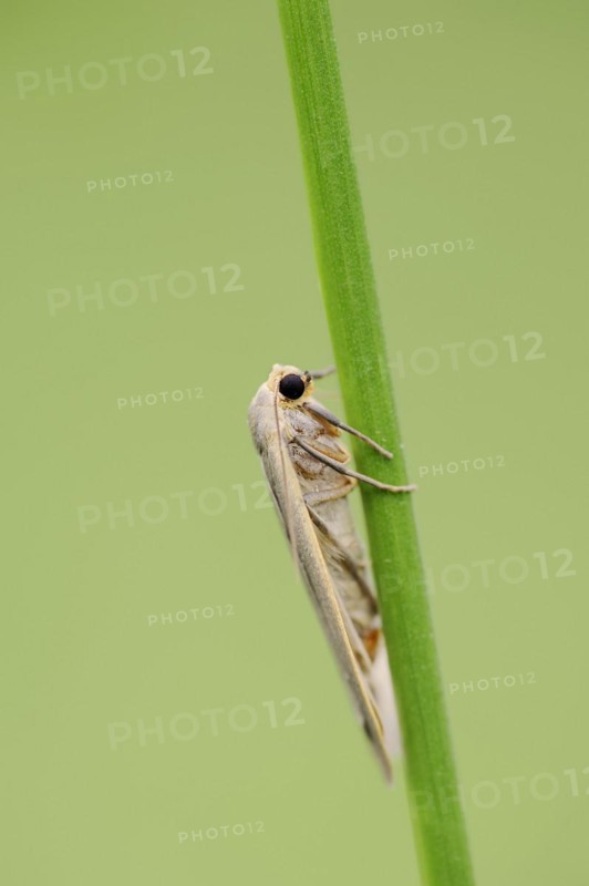 Collita griseola (Eilema griseola), North Rhine-Westphalia, Germany, Europe
