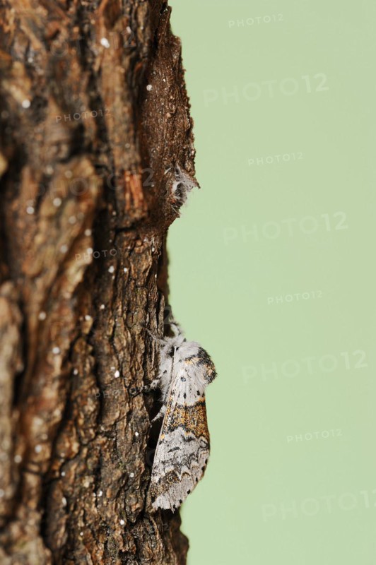Sallow kitten moth (Furcula furcula), freshly hatched butterfly and cocoon, North Rhine-Westphalia, Germany, Europe