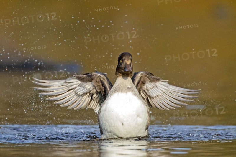 Goldeneye (bucephala clangula), female flapping wings, Gaspesie conservation park, province of Quebec, Canada, North America