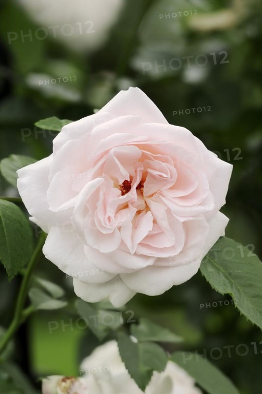 Garden rose or rose 'Graciosa' (Rosa hybrida), flower, ornamental plant, North Rhine-Westphalia, Germany, Europe