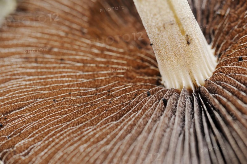 Lacrymaria lacrymabunda (Lacrymaria lacrymabunda, Psathyrella lacrymabunda), lamellae, North Rhine-Westphalia, Germany, Europe