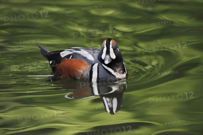 Harlequin duck (Histrionicus histrionicus), male, captive, Lower Saxony, Germany, Europe