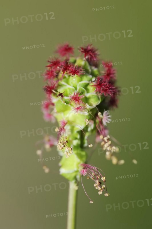 Salad burnet (Sanguisorba minor), inflorescence, North Rhine-Westphalia, Germany, Europe