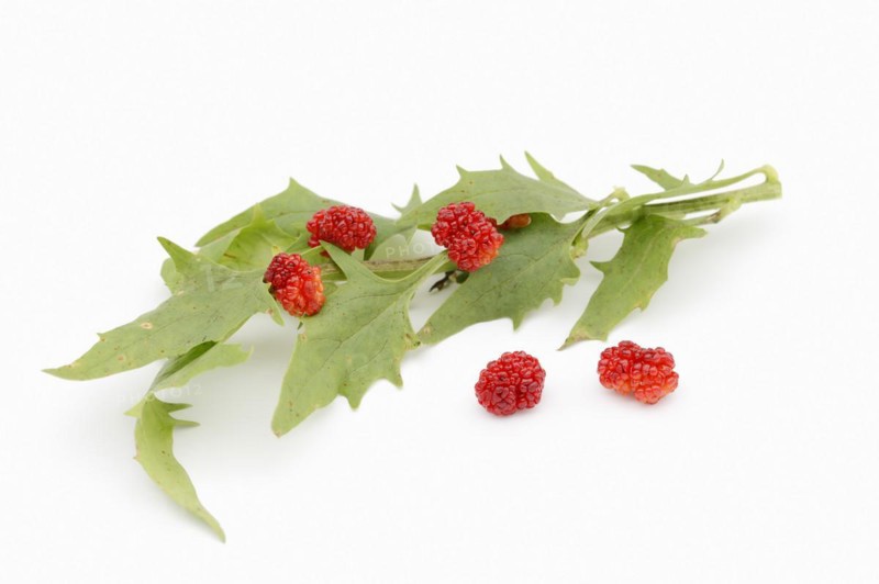 Strawberry spinach (Chenopodium foliosum, Blitum virgatum), leaves and fruits on a white background, vegetable and ornamental plant