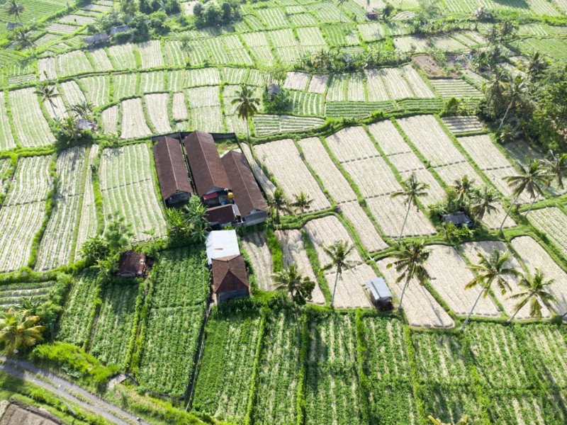 Cultivation of pak choi in Sidemen, Amed, Karangasem, Bali, Indonesia, Asia