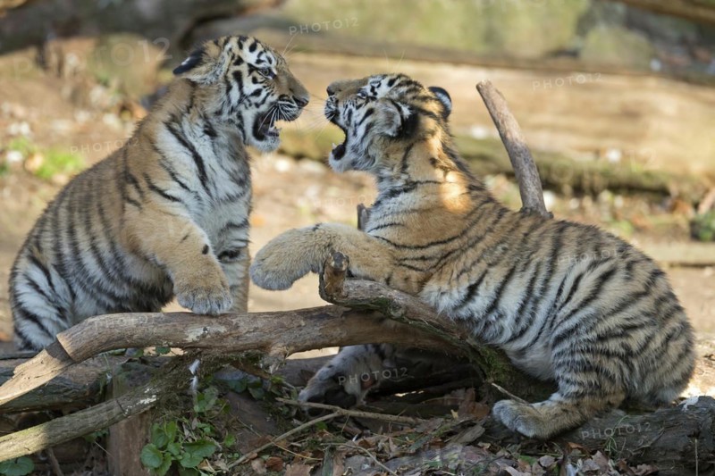 Two young tigers showing their paws while playing on a tree trunk, Siberian tiger, Amur tiger, (Phantera tigris altaica), cubs