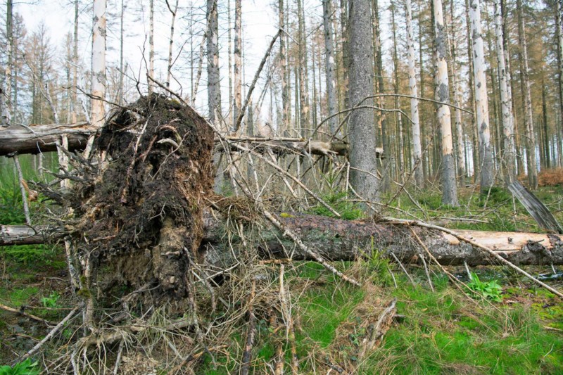 Deadwood structure in coniferous forest plantation with bark beetle infestation, root plates and lying deadwood, important habitat for insects and birds, North Rhine-Westphalia, Germany, Europe