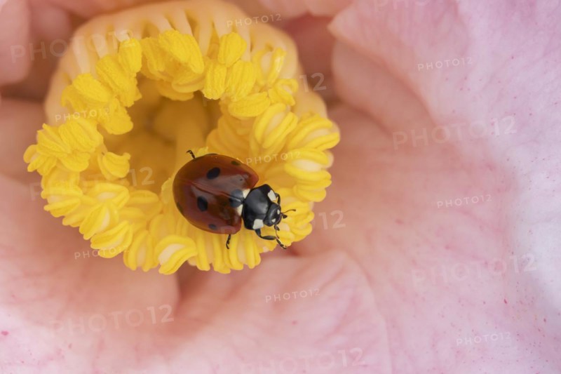 Seven-spot ladybird (Coccinella septempunctata) adult on a garden Camellia flower in spring, England, United Kingdom, Europe