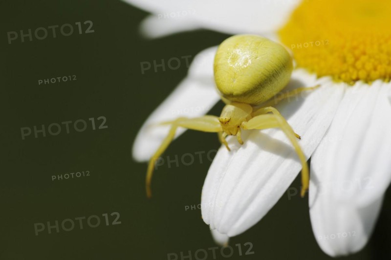 Goldenrod crab spider (Misumena vatia), female on the flower of a daisy (Leucanthemum vulgare, Chrysanthemum leucanthemum), North Rhine-Westphalia, Germany, Europe