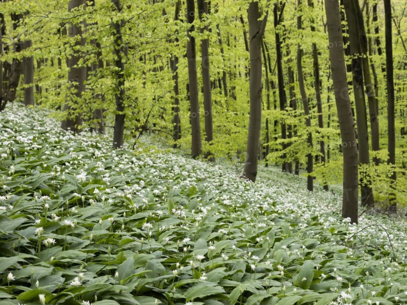 Ramson (Allium ursinum) in spring in the beech forest, Teutoburg Forest, North Rhine-Westphalia, Germany, Europe