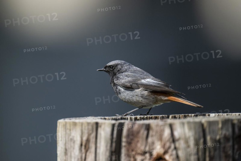 Black redstart (Phoenicurus ochruros), young bird, sitting on a tree trunk, Stuttgart, Baden-Wuerttemberg, Germany, Europe
