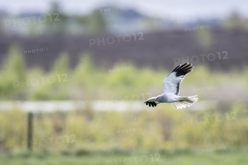 Hen harrier (Circus cyaneus) flying, Emsland, Lower Saxony, Germany, Europe