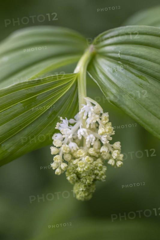 False Solomon's seal (Smilacina racemosa), Emsland, Lower Saxony, Germany, Europe