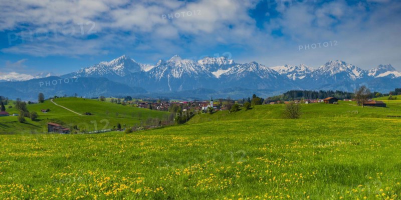 Common dandelion (Taraxacum sect. Ruderalia) in spring, meadow near Rieden am Forggensee, Ostallgaeu, Allgaeu, Bavaria, Germany, Europe