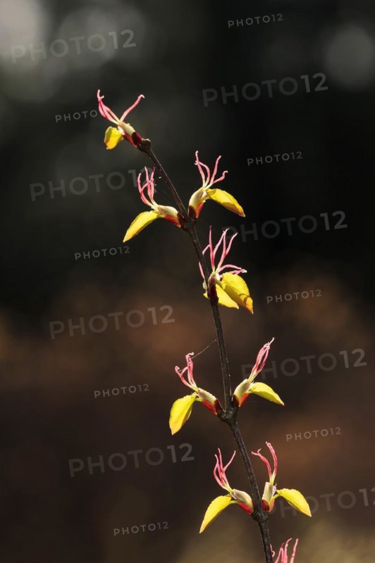 Magnificent cake tree or Japanese katsura tree (Cercidiphyllum magnificum, Cercidiphyllum japonicum var. magnificum), branch with flowers, ornamental plant, North Rhine-Westphalia, Germany, Europe