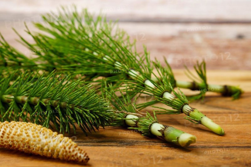Fresh branches of the medicinal plant horsetail, Equisetum arvense, used for health care, freshly harvested from the forest in various stages of growth on a wooden table and copy space
