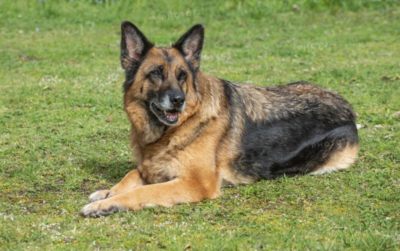 Old German shepherd dog, female, lying on lawn in Ystad, Scania, Sweden, Scandinavia, Europe