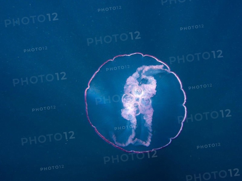 Common jellyfish (Aurelia aurita), dive site Amber Jack, Destin, Panhandle, Gulf of Mexico, Florida, USA, North America