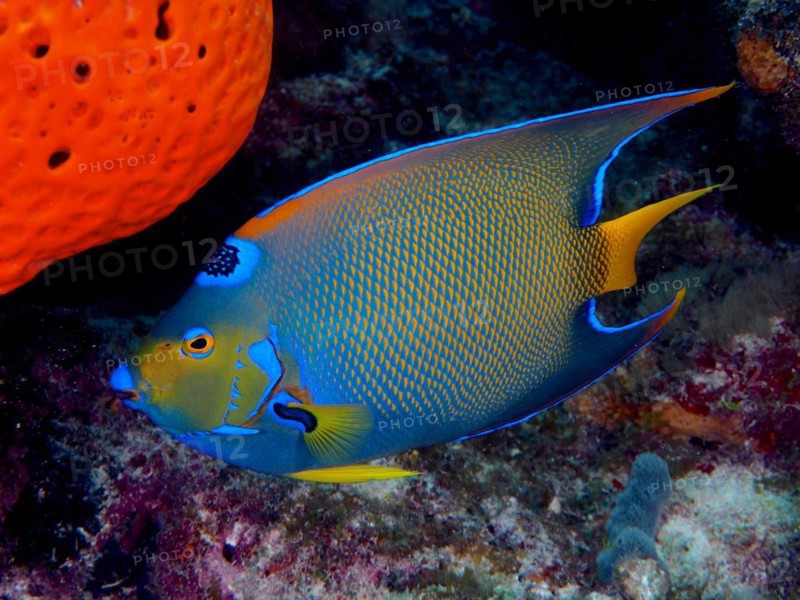 Queen angelfish (Holacanthus ciliaris), dive site John Pennekamp Coral Reef State Park, Key Largo, Florida Keys, Florida, USA, North America