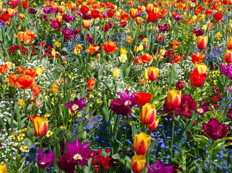 Riot of colour, tulip field (Tulip) with forget-me-not (Myosotis alpestris)