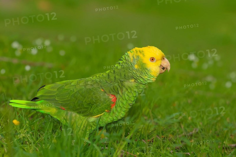 Yellow-headed Amazon (Amazona oratrix belizensis), running in a meadow, Rosensteinpark, Stuttgart, Baden-Wuerttemberg, Germany, Europe