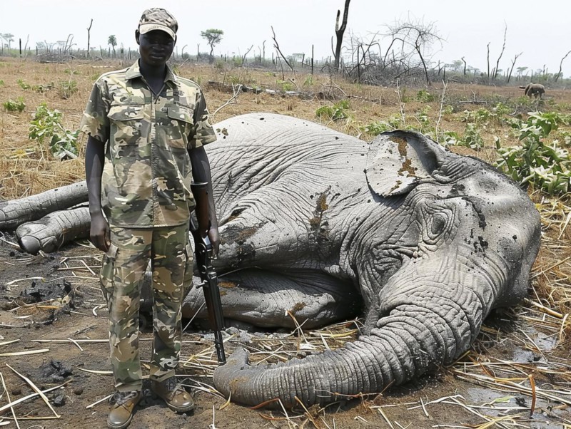 Elephant hunting in Africa, AI generated