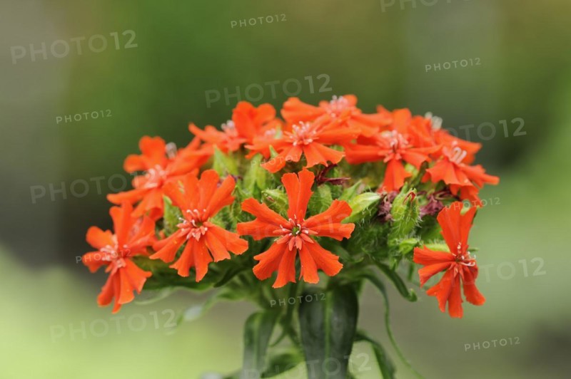 Burning love or scarlet campion (Lychnis chalcedonica, Silene chalcedonica), inflorescence, ornamental plant, North Rhine-Westphalia, Germany, Europe