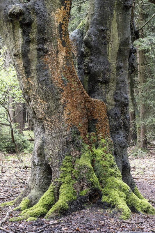 Bleeding oak crust (Stereum gausapatum), mass infestation on a copper beech (Fagus sylvatica), Emsland, Lower Saxony, Germany, Europe