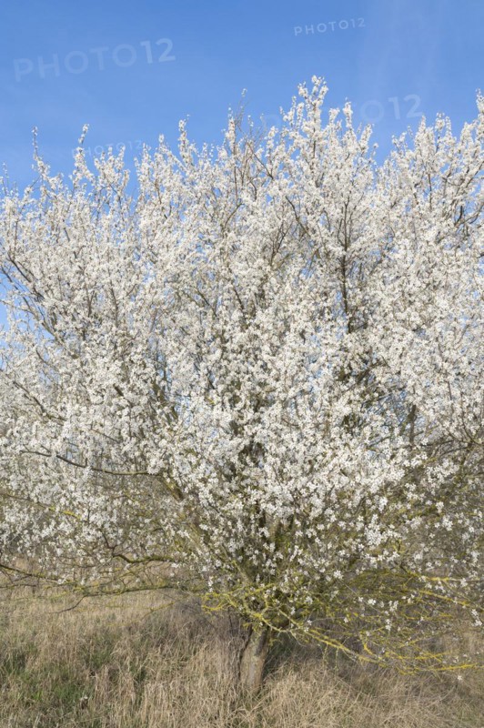 Blackthorn (Prunus spinosa) white flowering, Thuringia, Germany, Europe