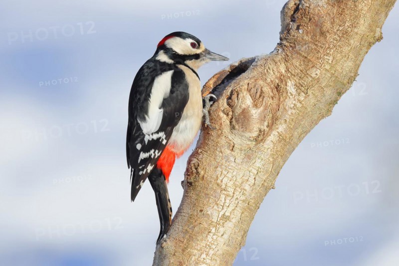 Great spotted woodpecker (Dendrocopos major) male sitting at a water pot in a tree trunk in search of food in front of a blue sky, Animals, Birds, Woodpeckers, Wilnsdorf, North Rhine-Westphalia, Germany, Europe