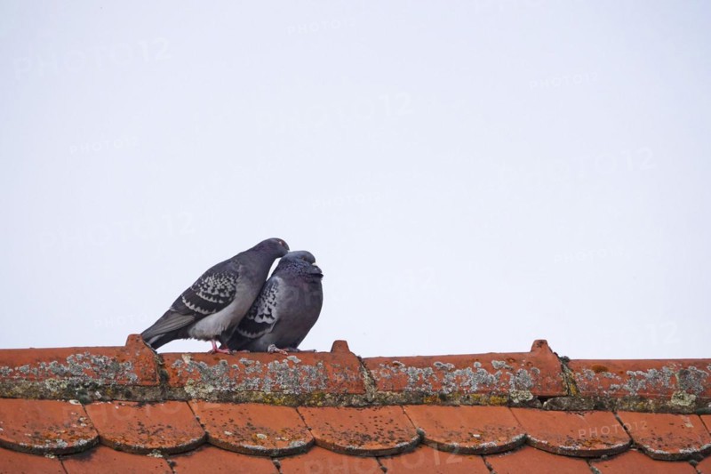 City pigeons, spring, Germany, Europe