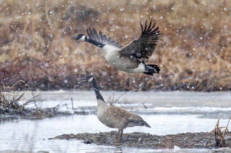 Canada geese (branta canadensis), pair taking off on a frozen marsh, Lac Saint-Pierre biosphere reserve, province of Quebec, Canada, North America