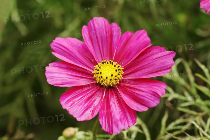 Cosmos bipinnatus (Cosmos bipinnatus), flower, ornamental plant, North Rhine-Westphalia, Germany, Europe