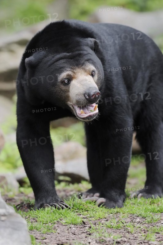 Malayan bear or sun bear (Helarctos malayanus, Ursus malayanus), captive, occurring in Southeast Asia