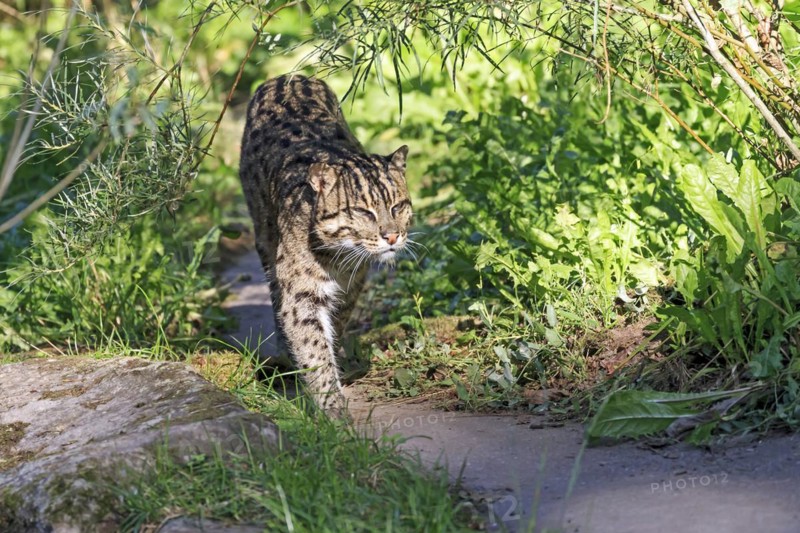 A fishing cat (Prionailurus viverrinus)