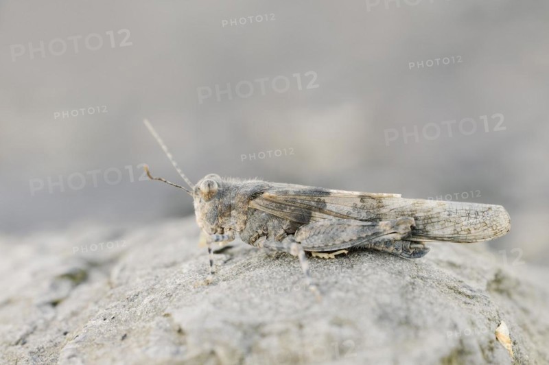 Blue winged grasshopper (Sphingonotus caerulans), North Rhine-Westphalia, Germany, Europe