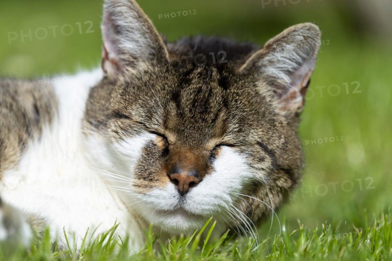 Snoozing and contented domestic cat (Felis catus), Blaustein, Baden-Wuerttemberg, Germany, Europe