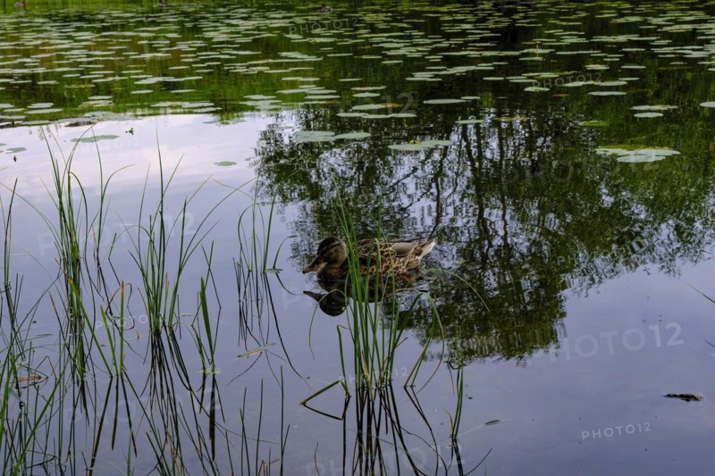 Young mallard on Lake Helgasjoen in front of the ruins of Kronoberg Castle (Kronobergs slottsruin), Vaexjoe, Smaland, Kronobergs laen, Sweden, Europe
