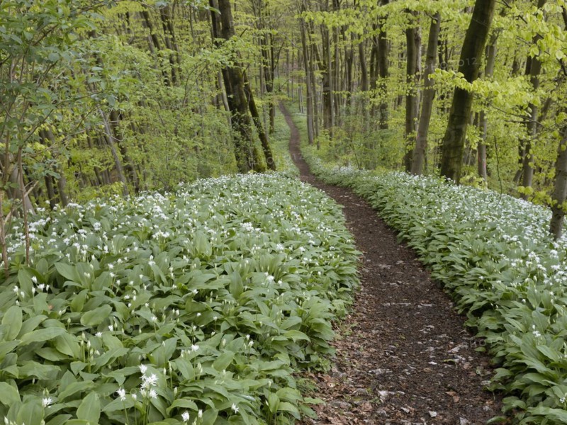 Hiking trail through the ramson (Allium ursinum) in spring through the beech forest, Teutoburg Forest, North Rhine-Westphalia, Germany, Europe