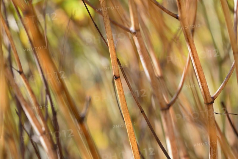 Reynoutria japonica (Fallopia japonica), autumnal plant stems illuminated by sunlight, Moselle, Rhineland-Palatinate, Germany, Europe