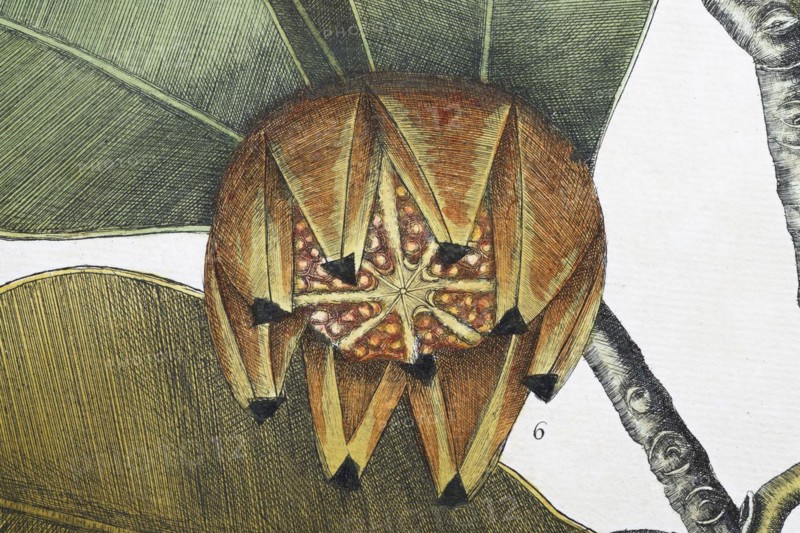 Fruit, balsam tree (Commiphora opobalsamum, Amyris opobalsamum) hand-coloured copperplate engraving by Mark Catesby, Natural History of Carolina, Florida and the Bahama Islands, 1754