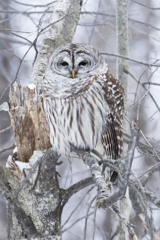Barred owl (Strix varia) perched on a dead tree and watching, Forest of Yamachiche, province of Quebec, Canada, North America