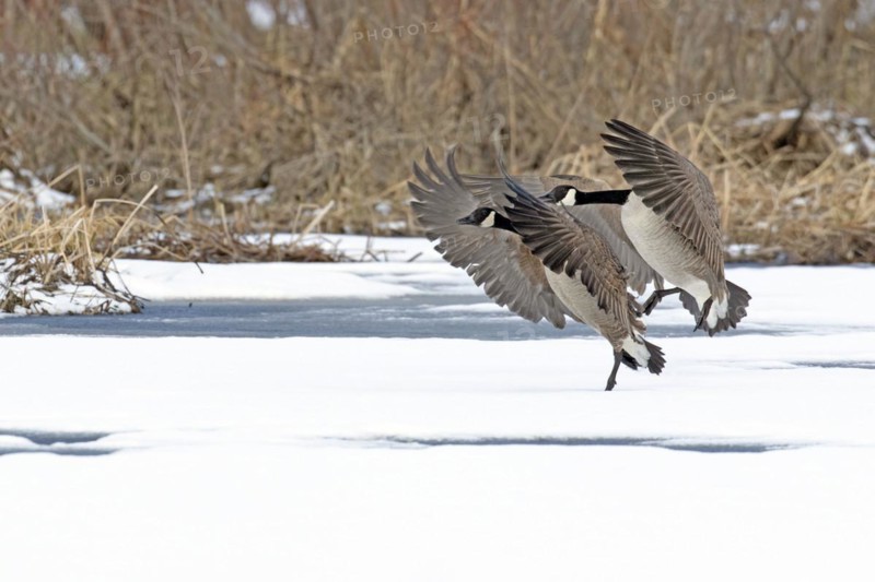 Canada geese (branta canadensis), pair landing on a frozen marsh, Lac Saint-Pierre biosphere reserve. province of Quebec. Canada,