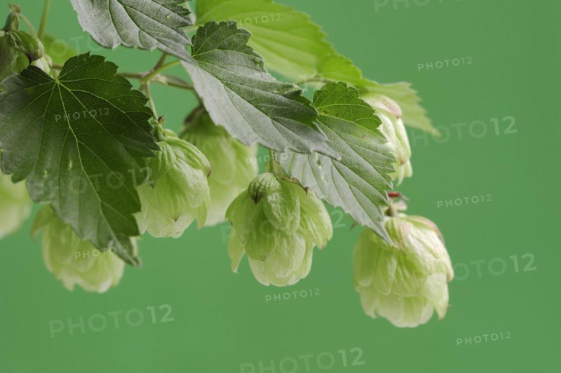 Common hop (Humulus lupulus), fruit clusters, North Rhine-Westphalia, Germany, Europe