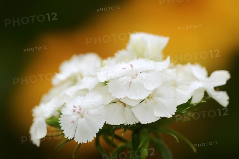 Bearded carnation or garden sweet william (Dianthus barbatus), flowers, ornamental plant, North Rhine-Westphalia, Germany, Europe